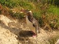 34 (92) Yellow-eyed penguin